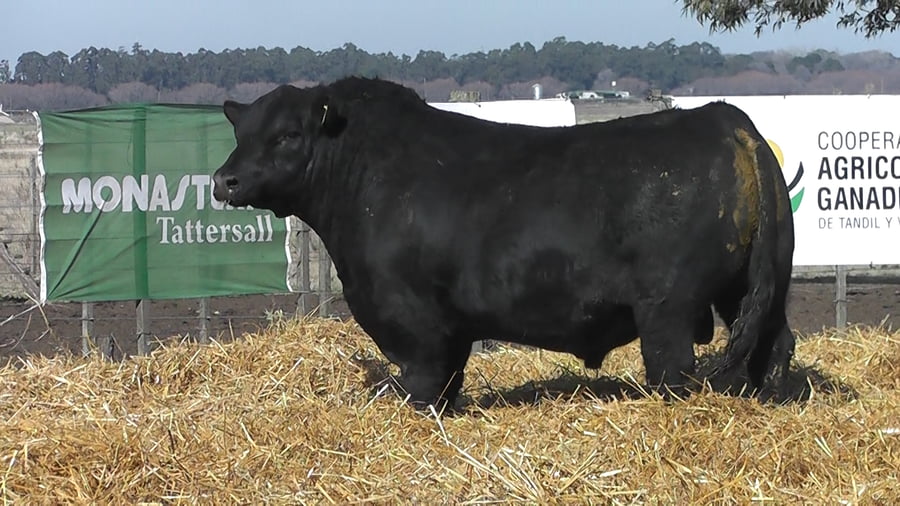 Lote TOROS PUROS POR CRUZA