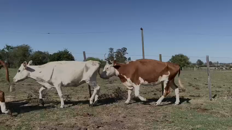 Lote VACA DE INVERNADA