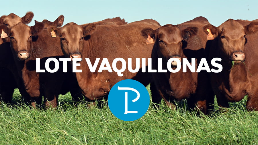 Lote 10 Vaquillonas Coloradas