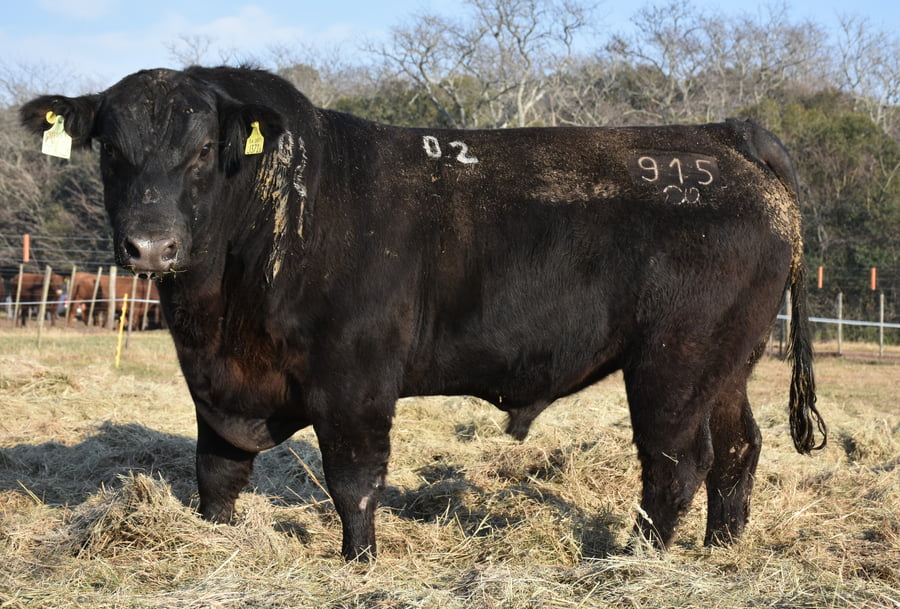 Lote TOROS PUROS DE PEDIGREE(NEGRO)(Corral 3)