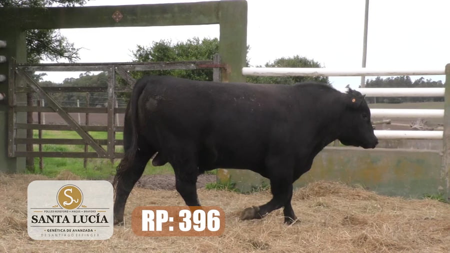 Lote Angus