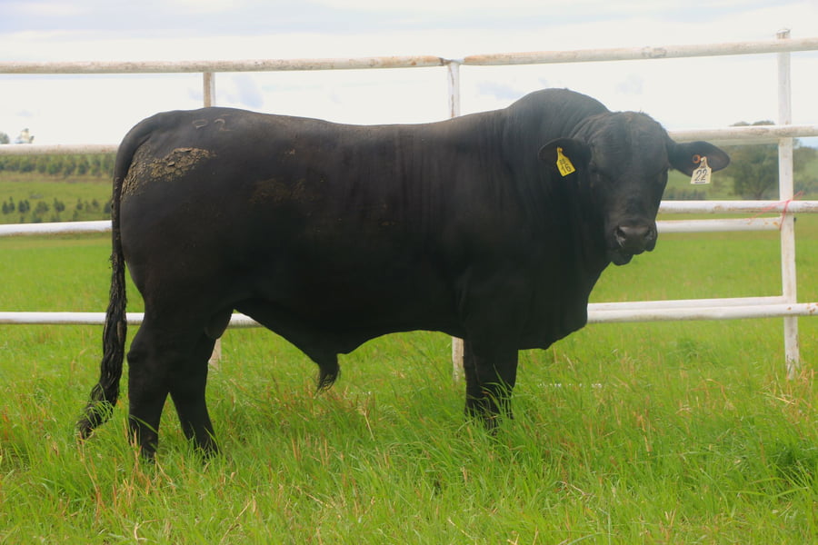 Lote Toros a remate en 14º Nacional Brangus, Tacuarembó