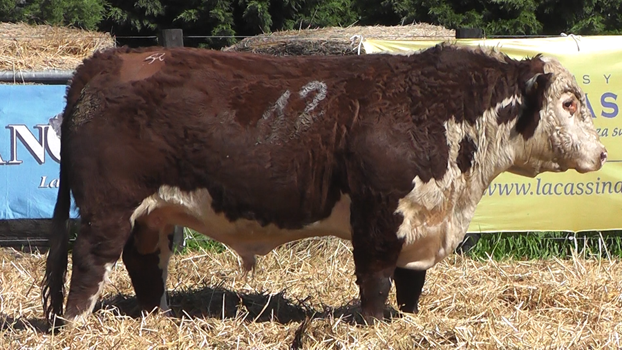 Lote TOROS P. HEREFORD PURO REGISTRADO