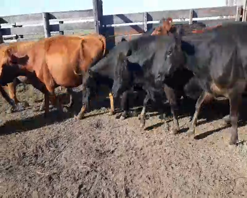 Lote 41 Vacas CUT  en Pehuajó, Buenos Aires