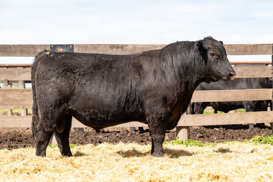 Lote Toro PC