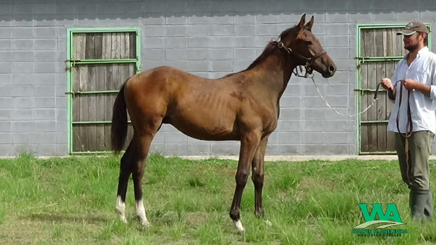 Lote PINTO GREEN
