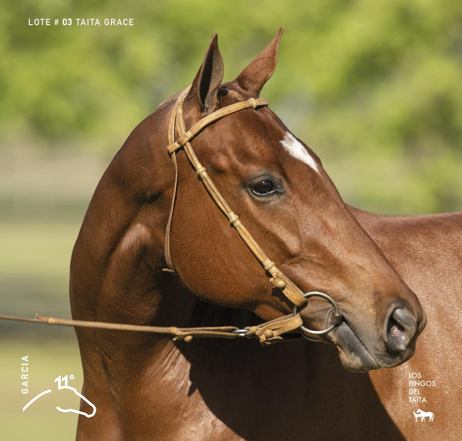 Lote TAITA GRACE - T/E (FINO COOL - OPEN CHELA)