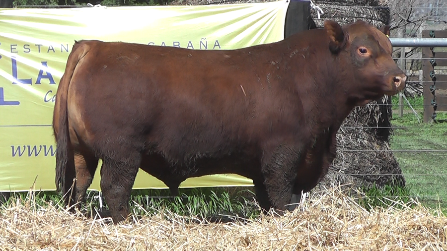 Lote TOROS A. ANGUS PURO PEDIGREE