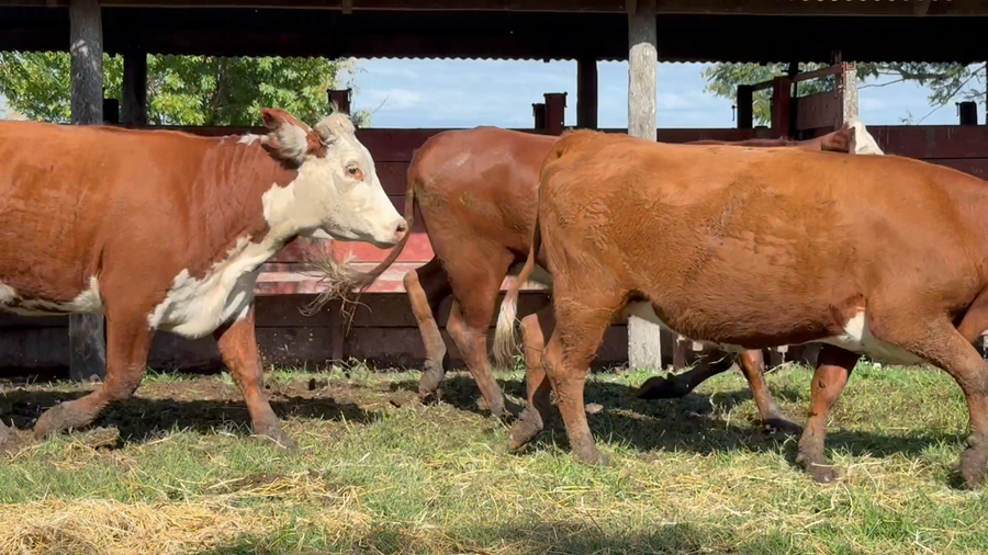 Lote 30 Vaquillonas preñadas