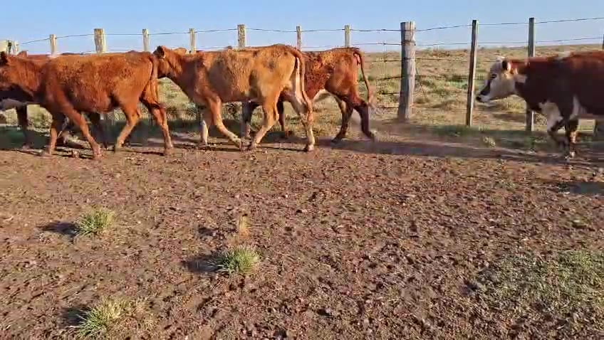 Lote VAQUILLONAS ENTORADAS