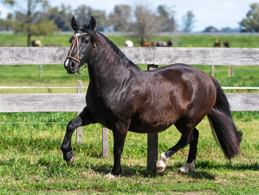 Lote Yanca Nomada