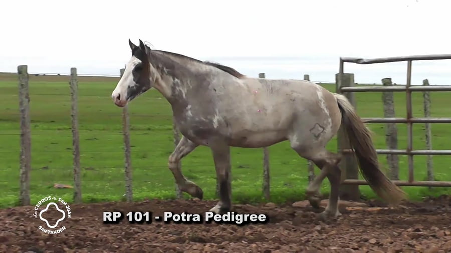 Lote Cardaiber Cristina Rp 101