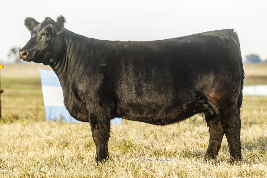 Lote Vaquillonas y Terneras La Juanita