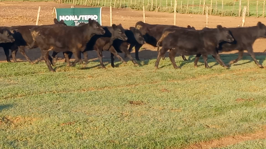 Lote 66 Terneros EN GUAMINI