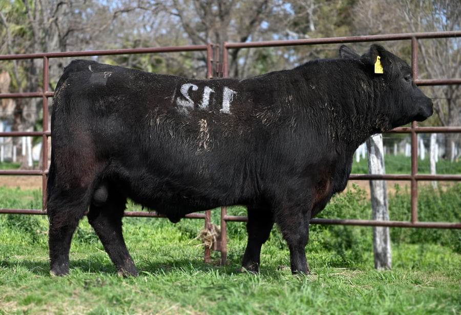 Lote TOROS PUROS CONTROLADOS