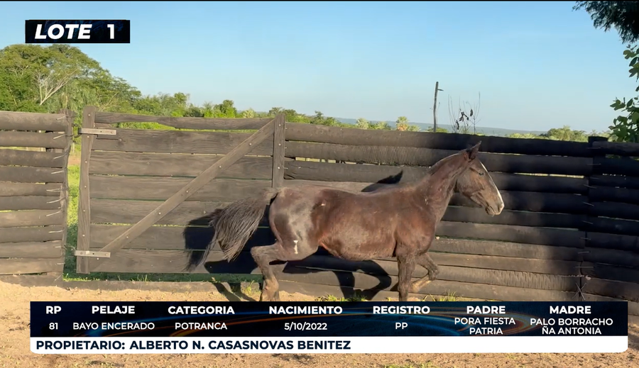 Lote LOTE 1 - DE CAMPO