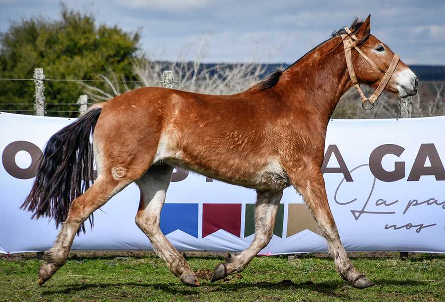 Lote EMBRUJO LA FLECHILLA