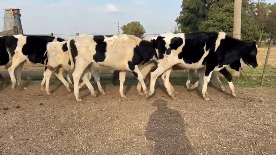 Lote 10 Novillitos en Gral. Las Heras, Buenos Aires