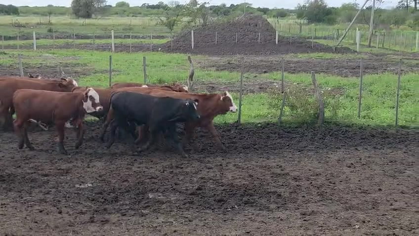 Lote 120 Terneros/as