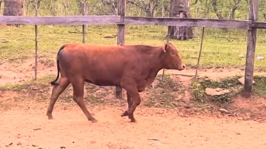 Lote Vaquillas Brangus a remate en Pantalla El Plantelaso 360kg -  en Cnel. Oviedo