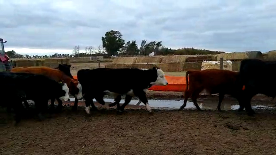 Lote 108 Terneros/as en Mayor Buratovich, Buenos Aires