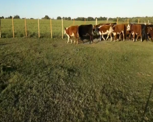 Lote Terneros