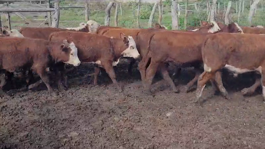 Lote 60 Terneros/as en Villaguay, Entre Ríos