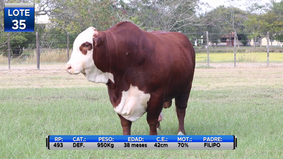 Lote TORO BOZAL BRAFORD  -LOTE 35