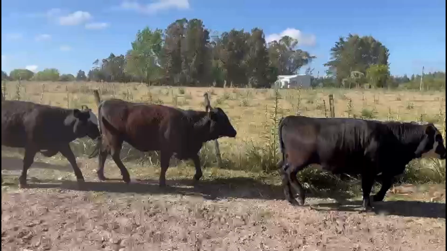Lote 90 Vaquillonas 1 a 2 años en Sauce, Canelones