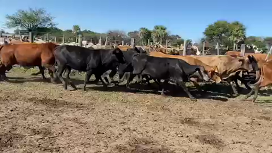 Lote 50 Vacas usadas preñadas en Pto. Eva Perón, Chaco