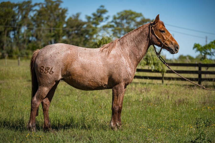 Lote Corralera 886