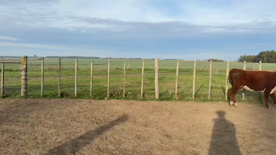 Lote VAQUILLONAS 1 a 2 AÑOS
