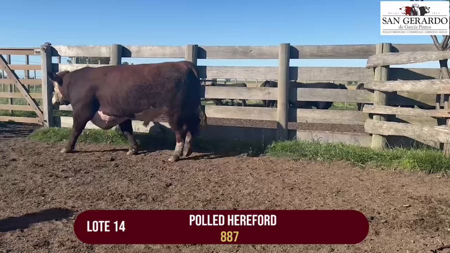 Lote TORO POLLED HEREFORD