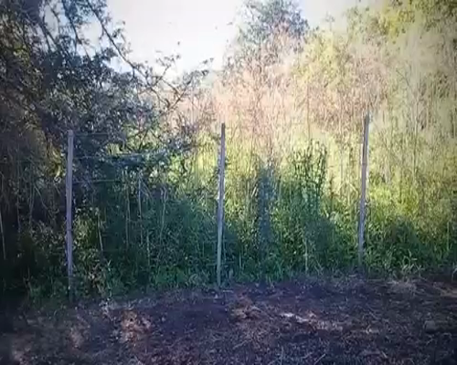 Lote 9 Terneros en Brandsen, Buenos Aires