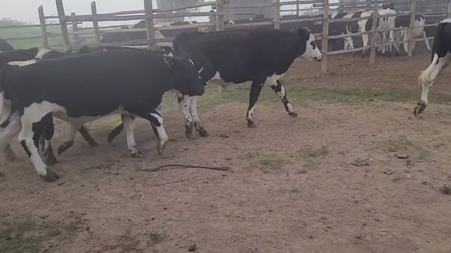 Lote 22 Novillo Engorda en Melipilla, Región Metropolitana