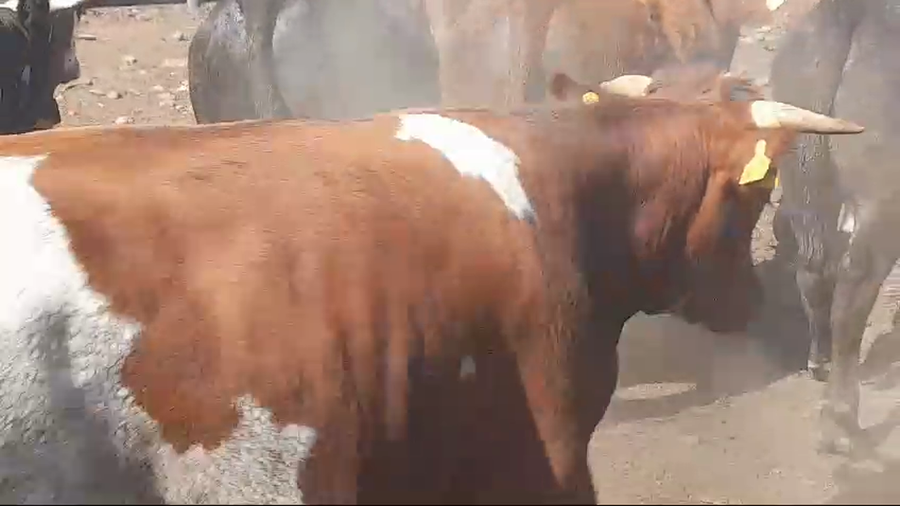 Lote 45 Novillo Gordo en Pelarco, VII  Región Maule