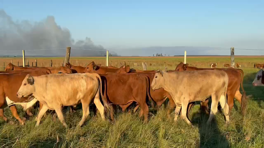 Lote 46 Novillos en Santo Tomé, Corrientes