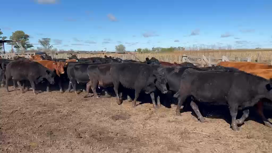 Lote 36 vacas de invernada en Las Flores, Buenos Aires
