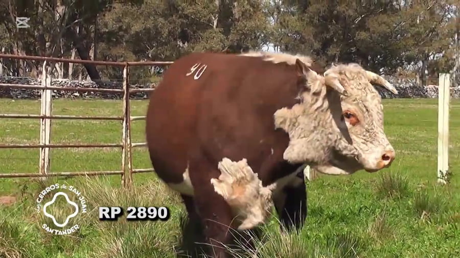 Lote Toro Hereford PO de 3 años