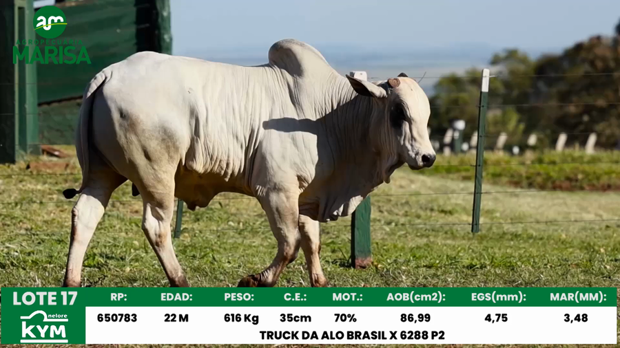 Lote Lote 17