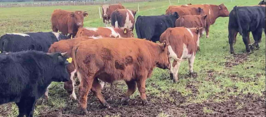 Lote 50 Ternero en Purranque, X Región Los Lagos