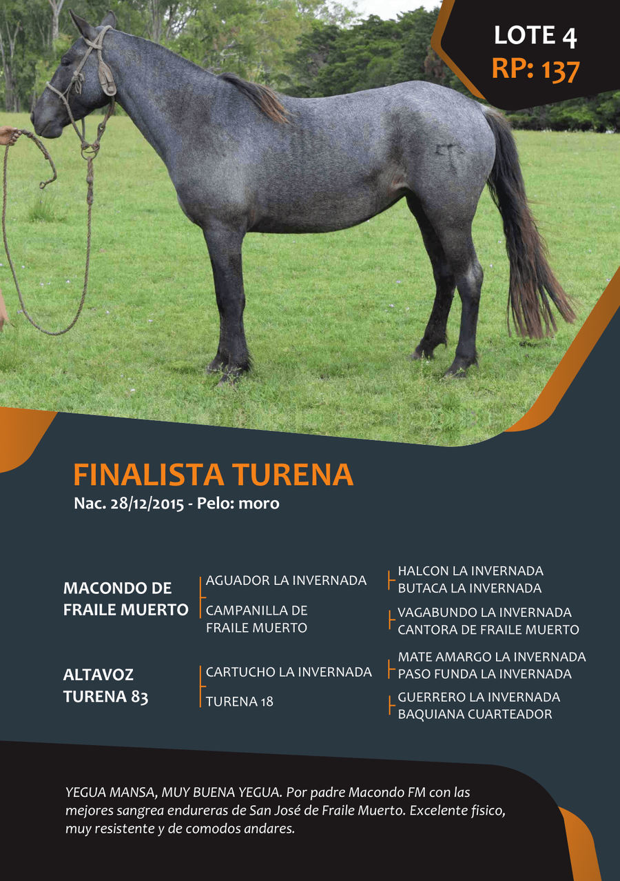 Lote RP 137 - FINALISTA TURENA