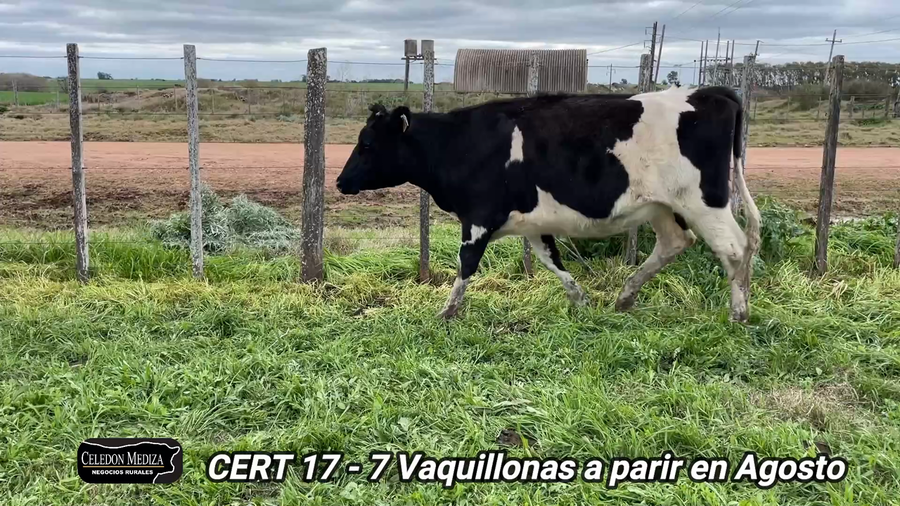 Lote 7 Vaquillonas Vacas Preñadas en Agraciada, Soriano