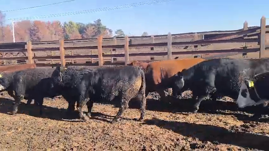 Lote 20 Vaquilla Gorda en Los Ángeles, VIII Región Biobío