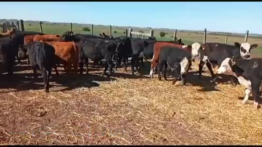 Lote TERNEROS