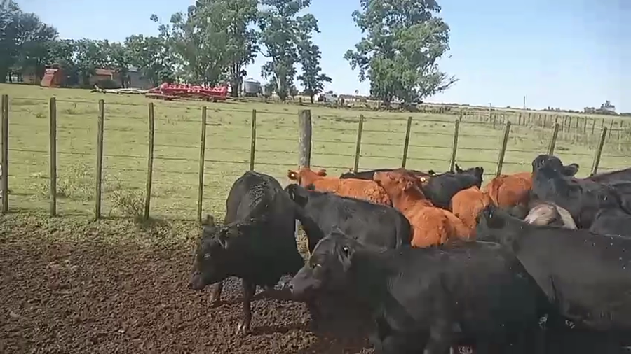 Lote 30 Terneros/as en Pehuajó