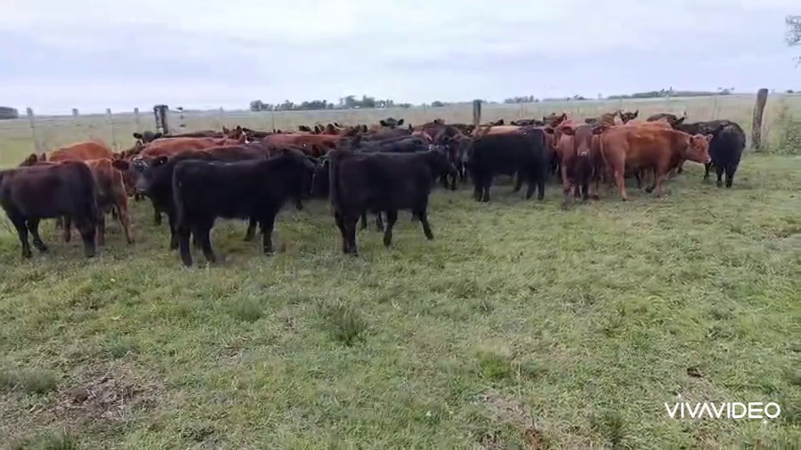 Lote 56 Terneras