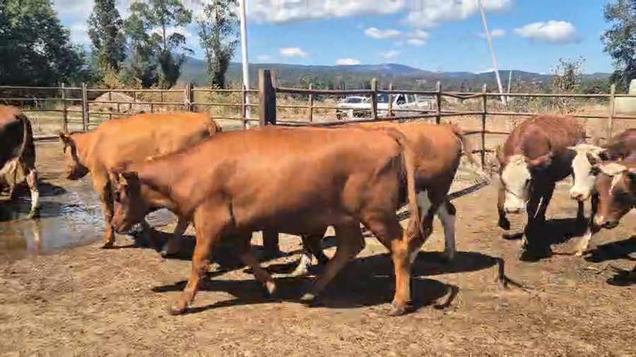 Lote 50 Vaquilla Engorda en Lanco, XIV Región Los Ríos