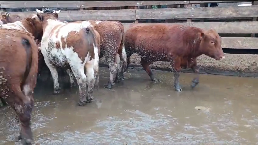 Lote 40 Novillo Gordo en Los Ángeles, VIII Región Biobío