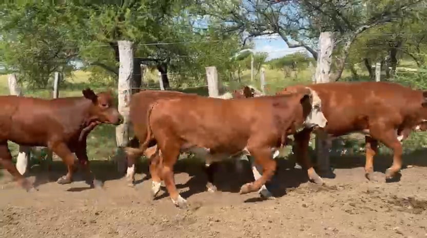 Lote 50 Terneros en Corrientes, Curuzu Cuatia